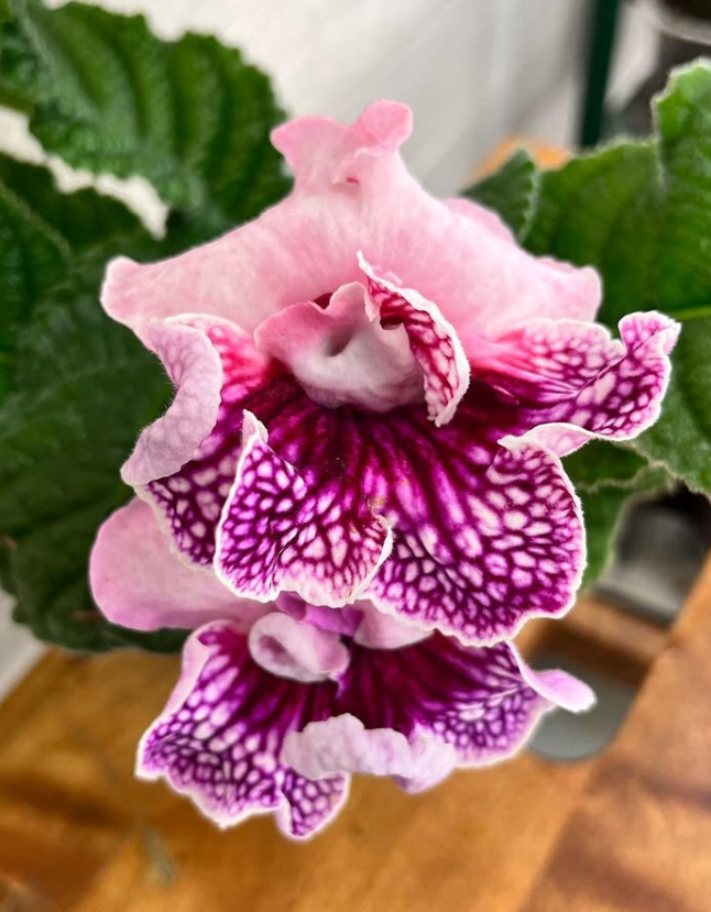 Streptocarpus " DS-1722 " 55 Seeds