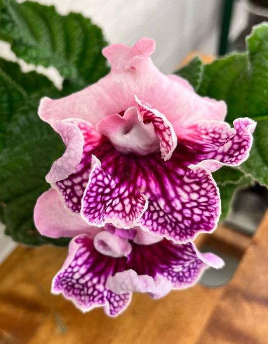 Streptocarpus " DS-1722 " 55 Seeds