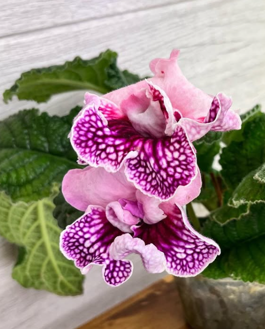 Streptocarpus " DS-1722 " 55 Seeds