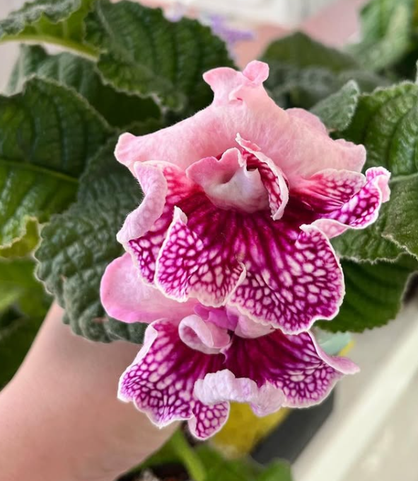 Streptocarpus " DS-1722 " 55 Seeds