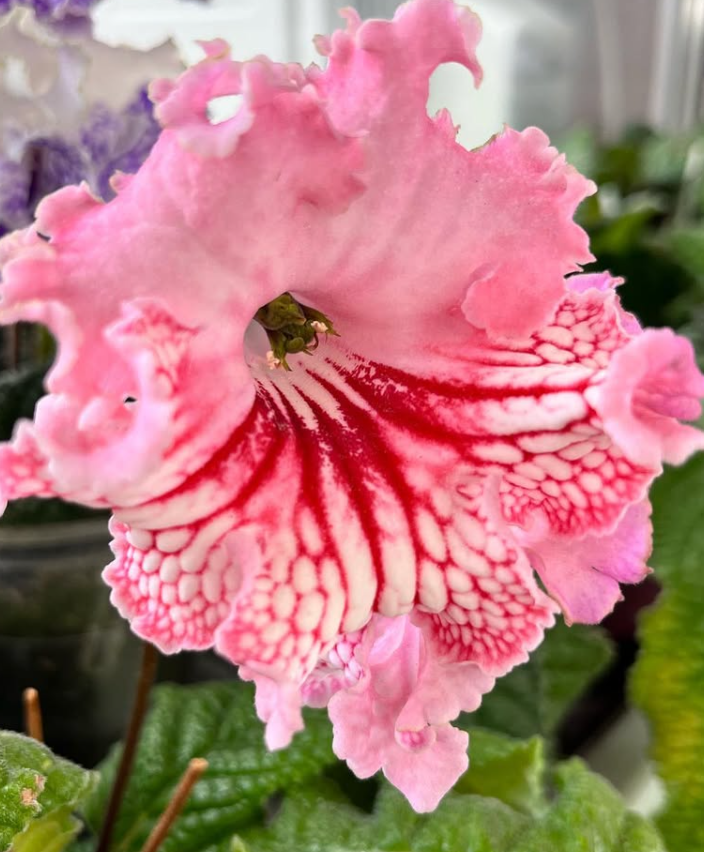 Streptocarpus " Young lady " 55 Seeds