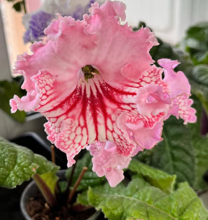 Streptocarpus " Young lady " 55 Seeds