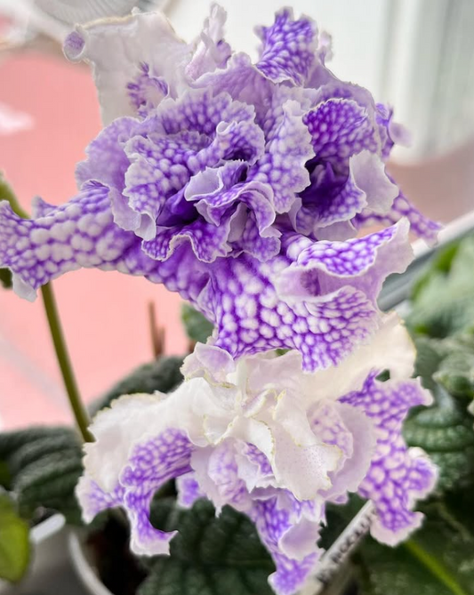 Streptocarpus " Poseidon " 55 Seeds