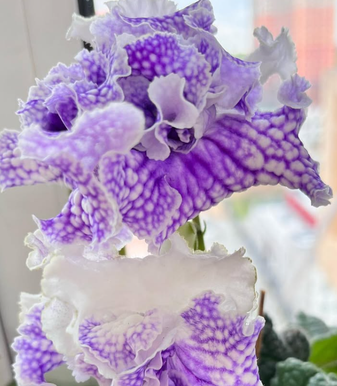 Streptocarpus " Poseidon " 55 Seeds