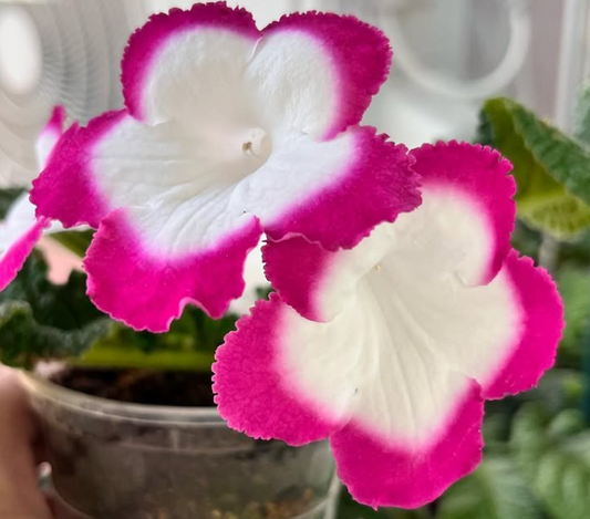 Streptocarpus " Rose Hallo " 55 Seeds