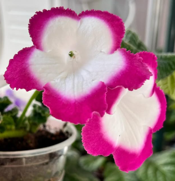 Streptocarpus " Rose Hallo " 55 Seeds