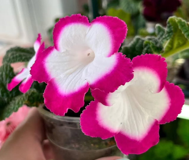Streptocarpus " Rose Hallo " 55 Seeds
