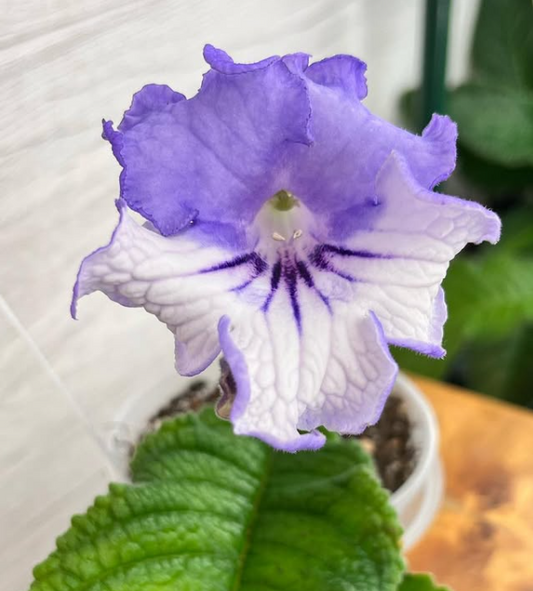 Streptocarpus " Iceland " 55 Seeds