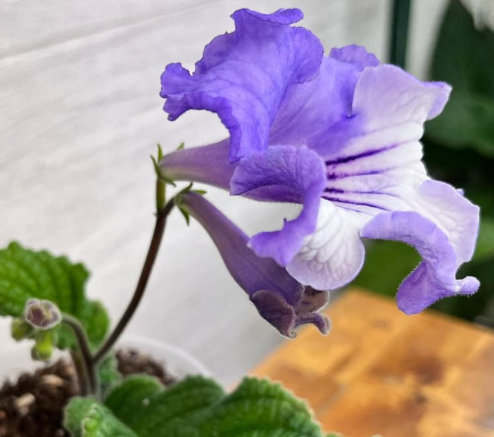 Streptocarpus " Iceland " 55 Seeds