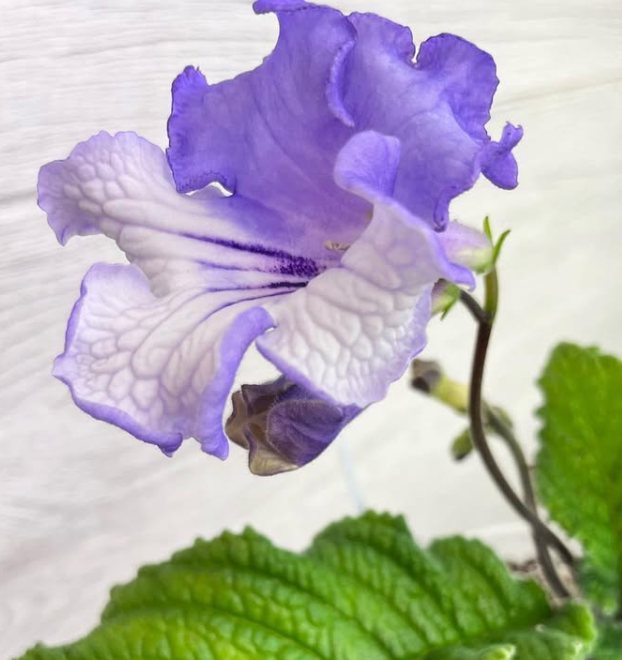 Streptocarpus " Iceland " 55 Seeds