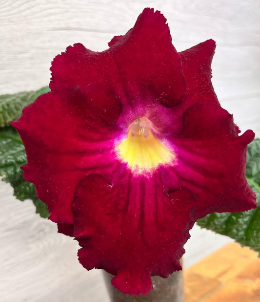 Streptocarpus " DS-2432 " 55 Seeds