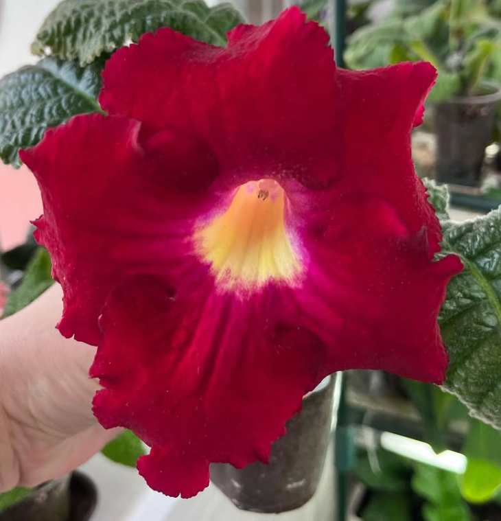 Streptocarpus " DS-2432 " 55 Seeds