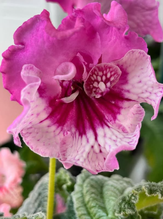 Streptocarpus " DS-1938 " 55 Seeds
