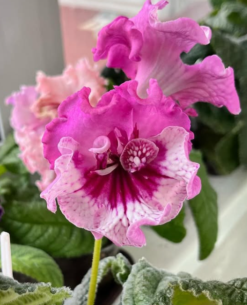 Streptocarpus " DS-1938 " 55 Seeds