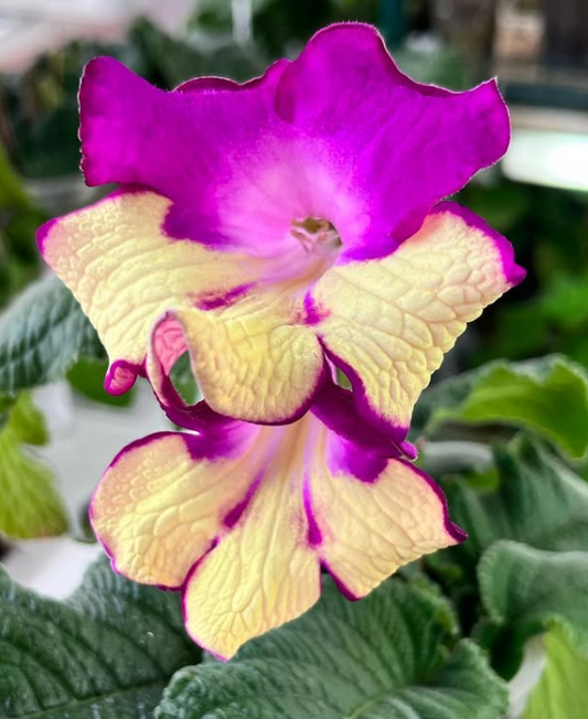 Streptocarpus " Happiness " 55 Seeds