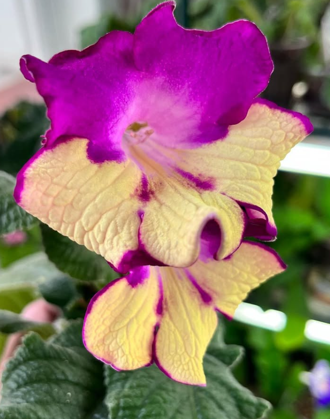 Streptocarpus " Happiness " 55 Seeds