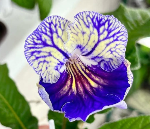 Streptocarpus " Darling " 55 Seeds