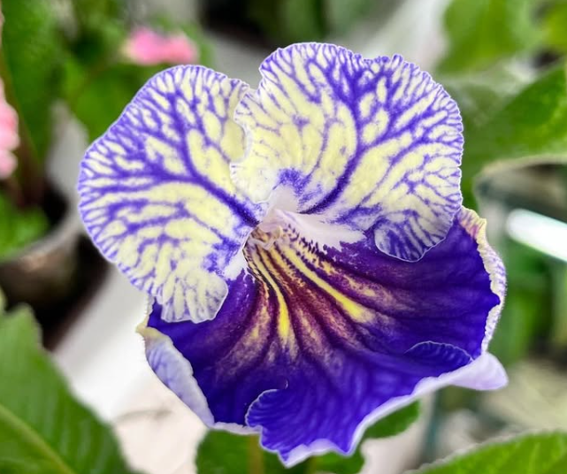 Streptocarpus " Darling " 55 Seeds