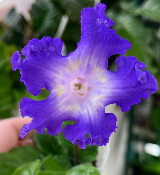 Streptocarpus " DS-2129 " 55 Seeds