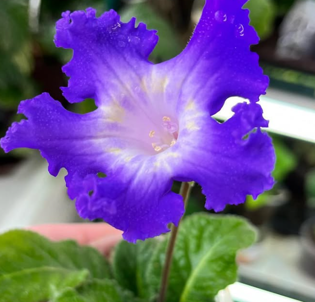 Streptocarpus " DS-2129 " 55 Seeds