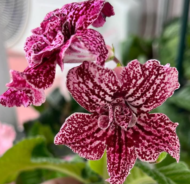 Streptocarpus " Hawaiian Party " 55 Seeds