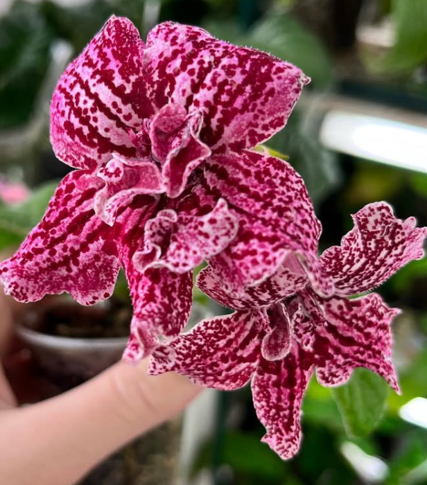 Streptocarpus " Hawaiian Party " 55 Seeds