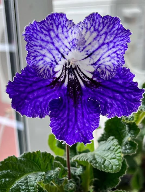 Streptocarpus " Malvina " 55 Seeds