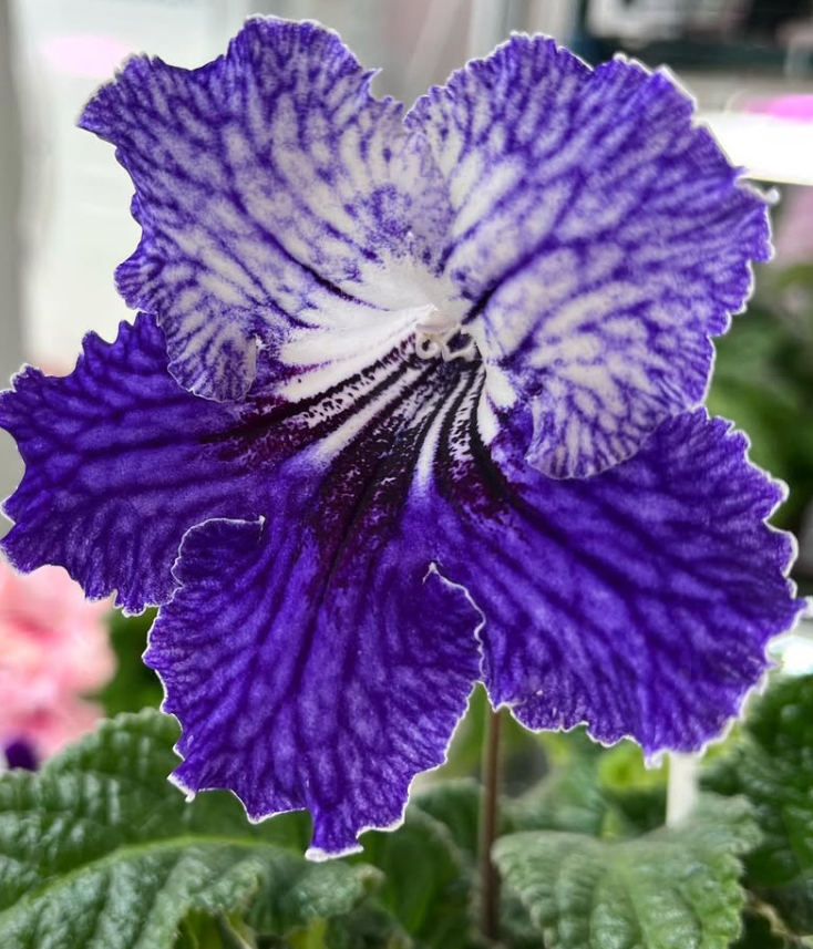 Streptocarpus " Malvina " 55 Seeds