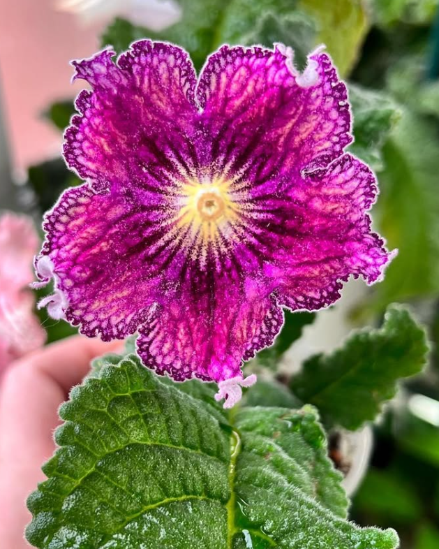 Streptocarpus " Pretty Lion " 55 Seeds