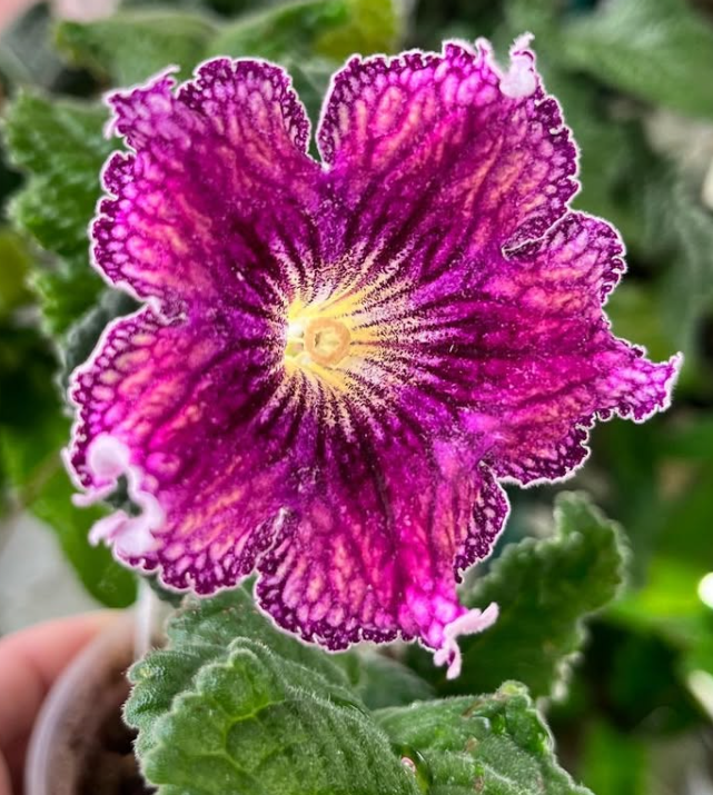 Streptocarpus " Pretty Lion " 55 Seeds