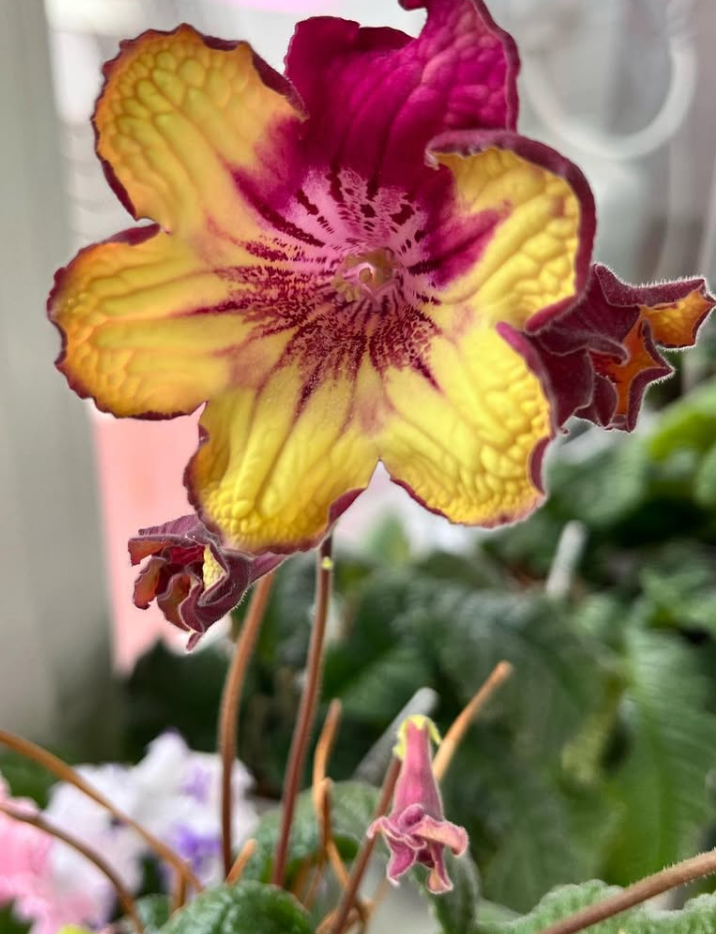 Streptocarpus " DS-2352 " 55 Seeds