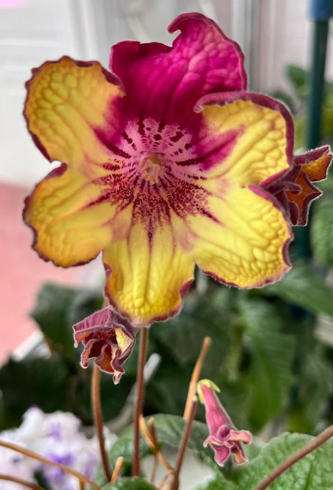 Streptocarpus " DS-2352 " 55 Seeds