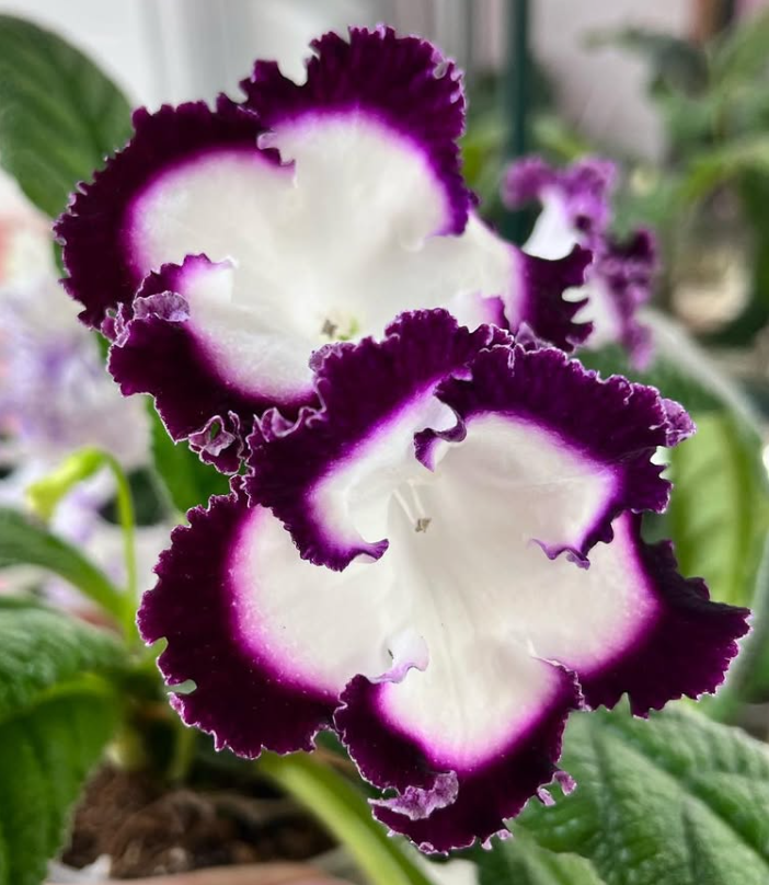 Streptocarpus " Jai’Ose " 55 Seeds