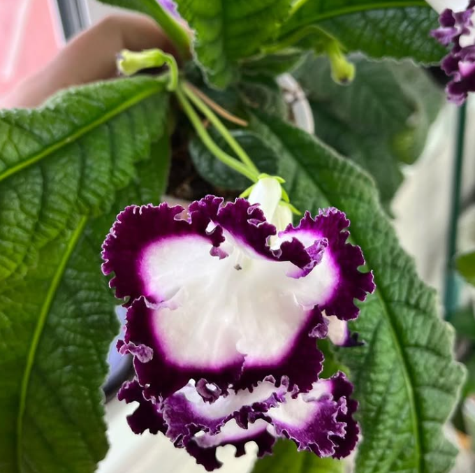 Streptocarpus " Jai’Ose " 55 Seeds