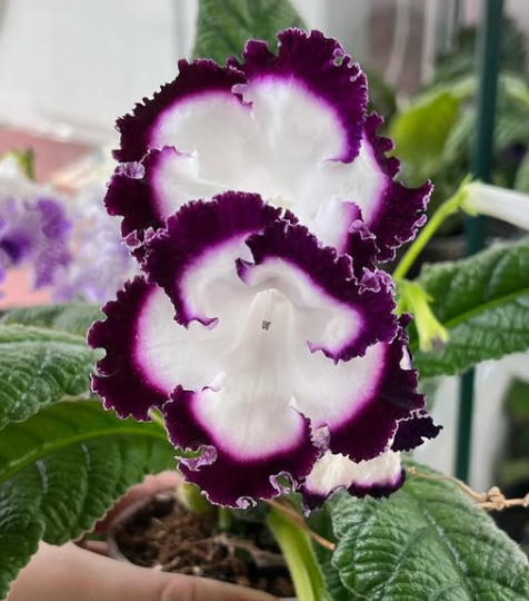 Streptocarpus " Jai’Ose " 55 Seeds