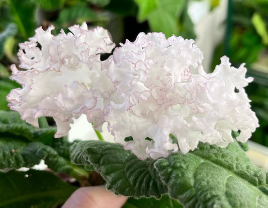 Streptocarpus " Cassiopeia " 55 Seeds