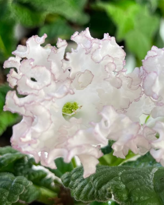 Streptocarpus " Cassiopeia " 55 Seeds