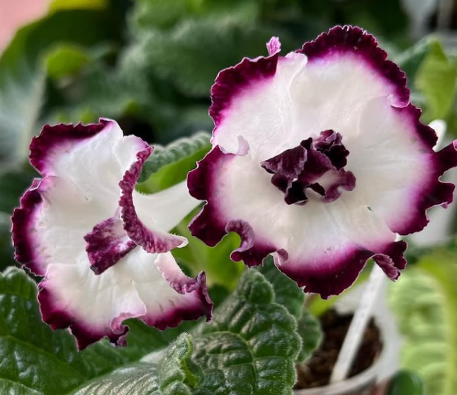 Streptocarpus " Forbidden Please " 55 Seeds