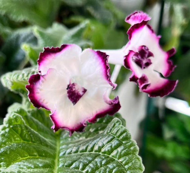 Streptocarpus " Forbidden Please " 55 Seeds