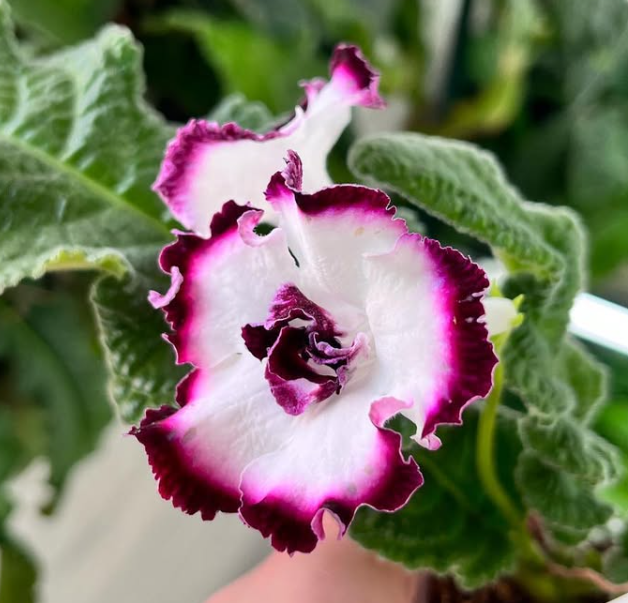 Streptocarpus " Forbidden Please " 55 Seeds