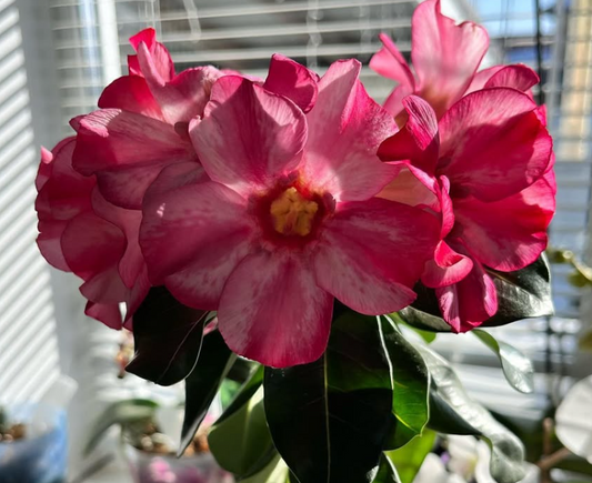 Adenium Marshmallow Rose 6 Seeds
