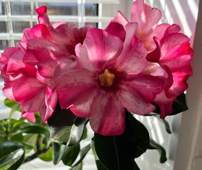 Adenium Marshmallow Rose 6 Seeds