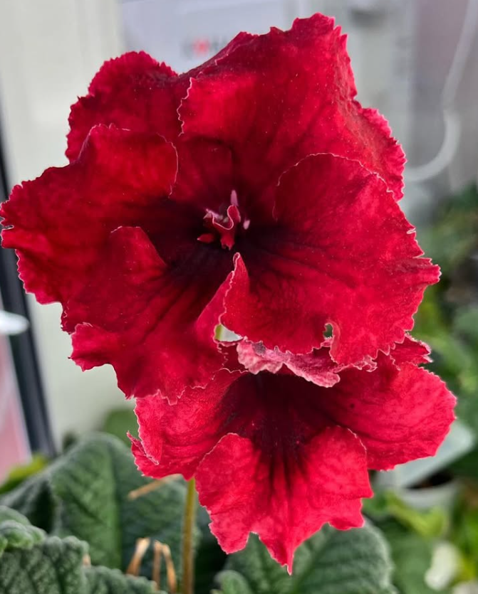 Streptocarpus " Poppy " 55 Seeds