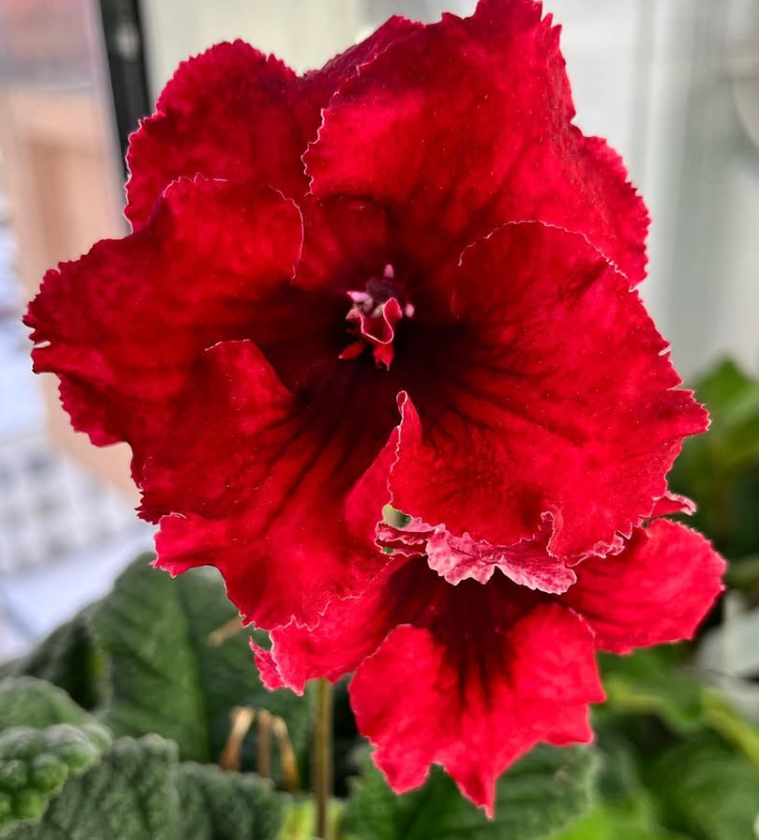 Streptocarpus " Poppy " 55 Seeds