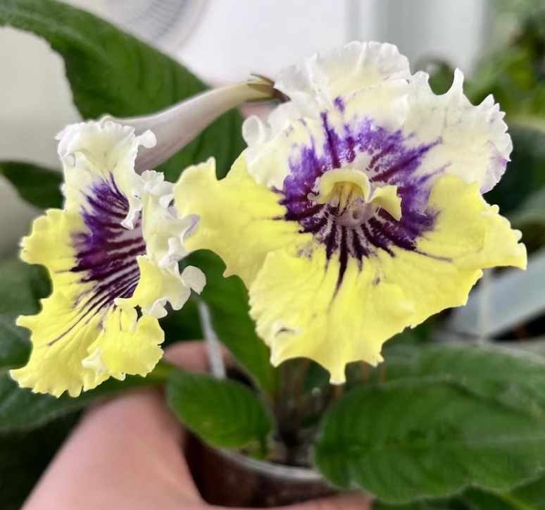 Streptocarpus " Small Lady " 55 Seeds