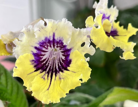 Streptocarpus " Small Lady " 55 Seeds