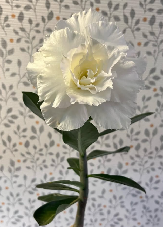 Adenium White Dolphin 6 Seeds