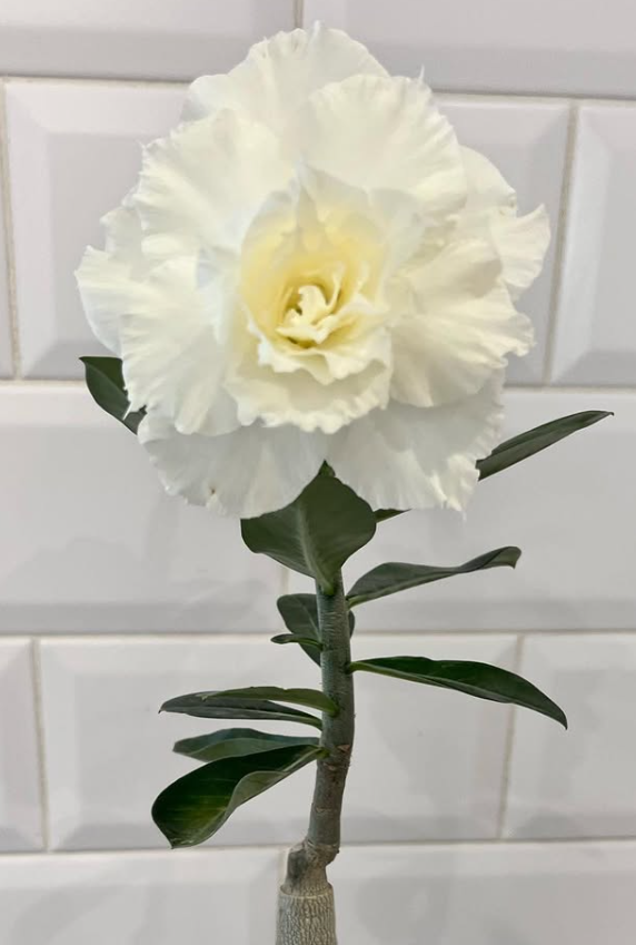 Adenium White Dolphin 6 Seeds