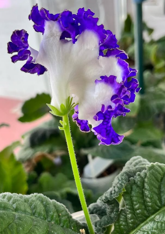 Streptocarpus " Dimetris " 55 Seeds