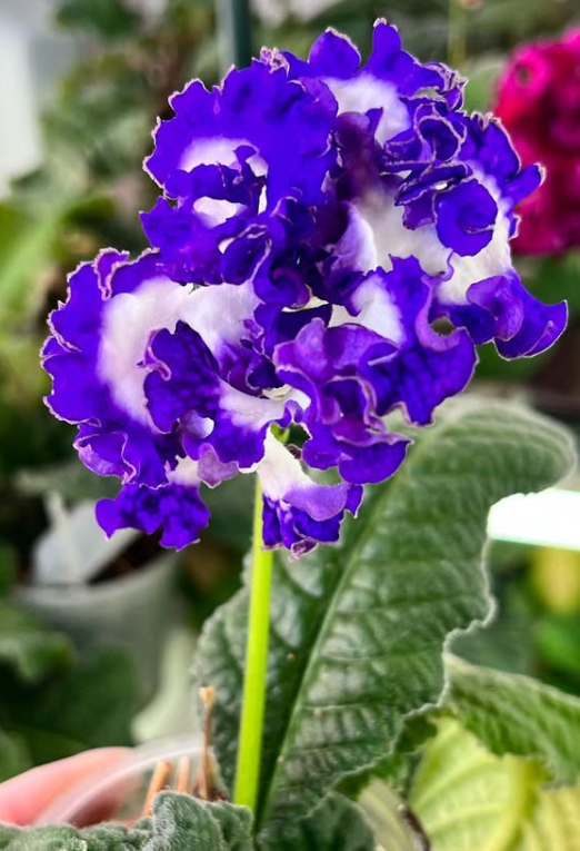 Streptocarpus " Dimetris " 55 Seeds